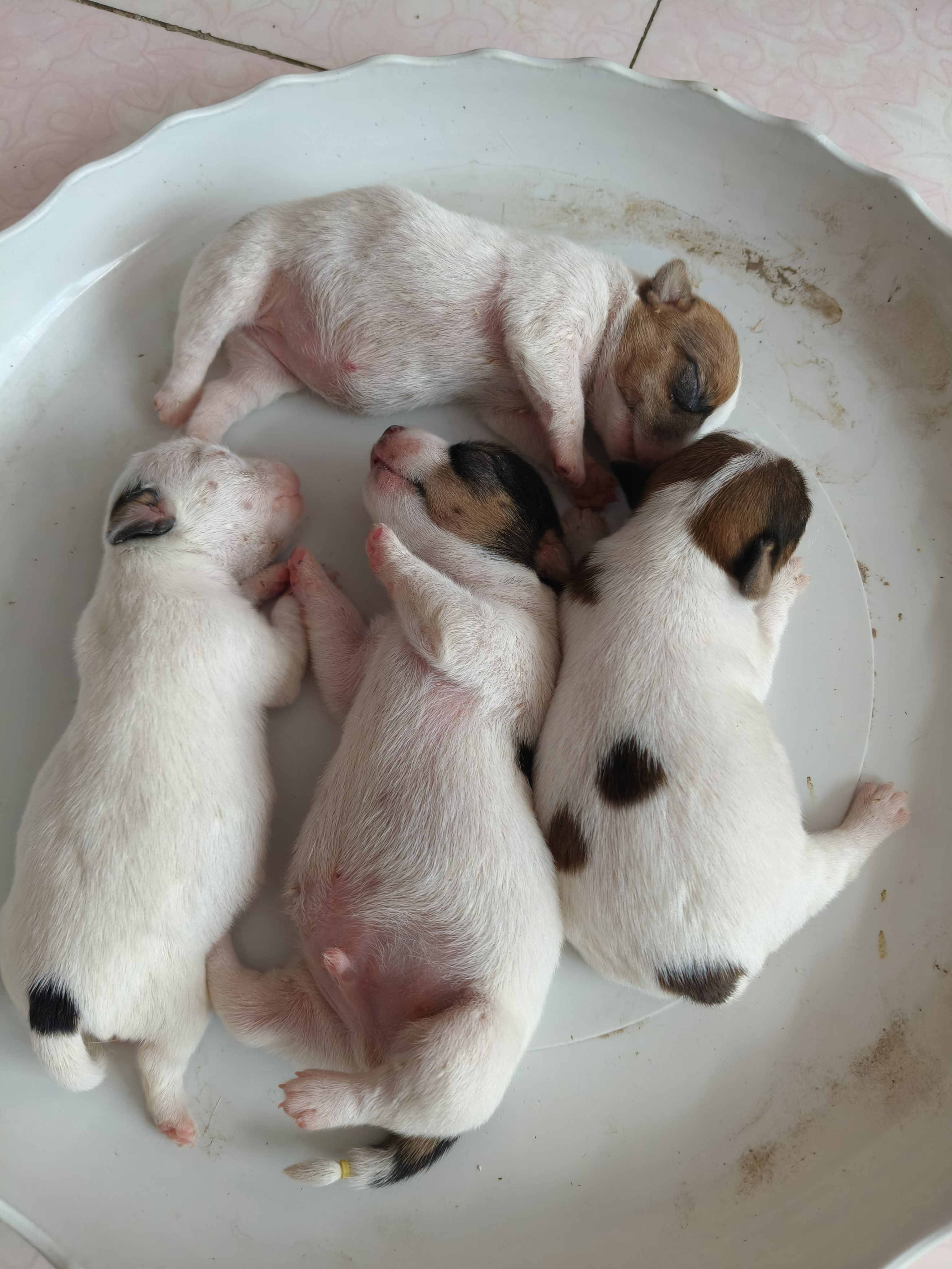 杰克罗素梗幼犬预定，三母一公，健康可爱喜欢的看过来！